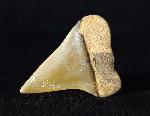 Carcharodon hastalis (AGASSIZ 1838) - Bild © FossNet FossilienStore